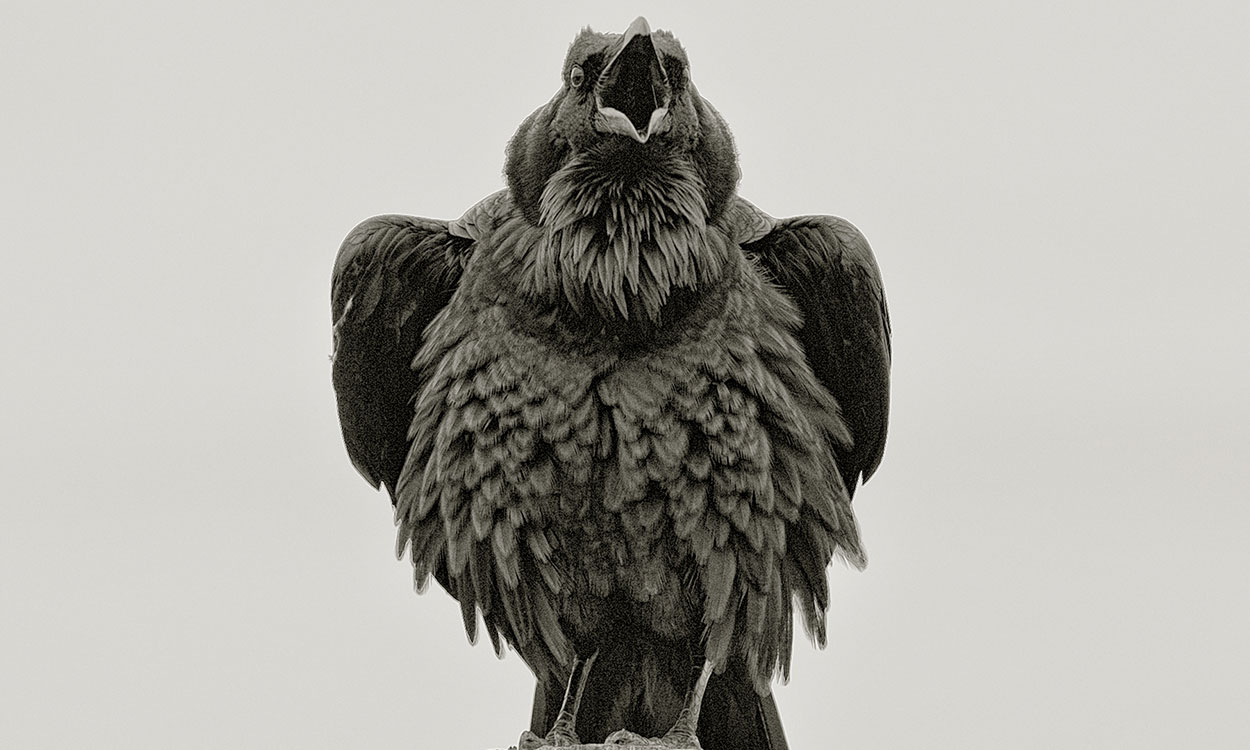 Raven PT Reyes CA by William Bullard