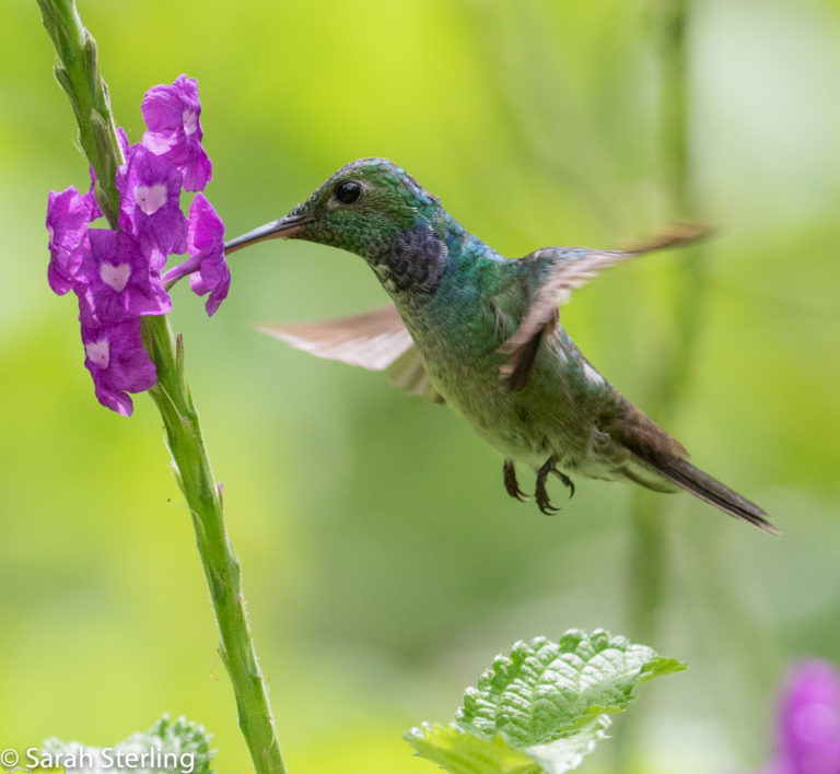 Sterling, Sarah 1 - Green Hummingbird