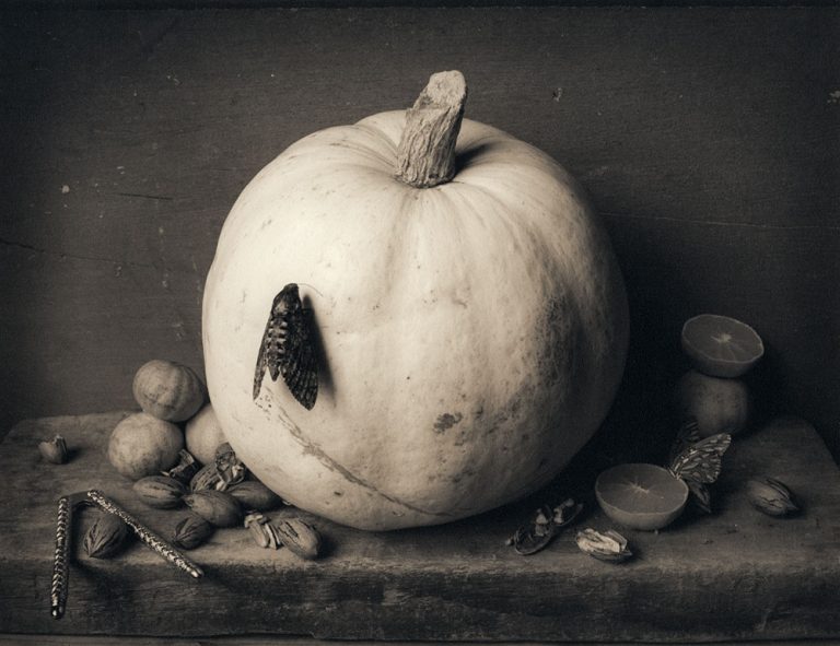 David Halliday Pumpkin-moth