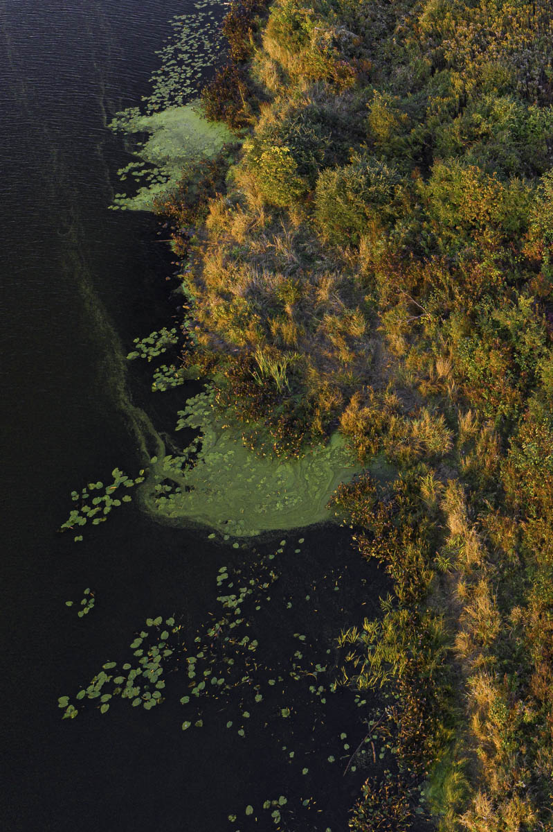 Gerald Seligman Ooms Pond Autumn Colors
