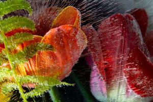 Anna Thurber, Honored in Venice